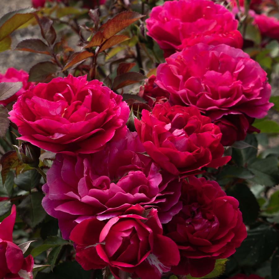 Rose Shrub Triple Knock Out® PPAF
