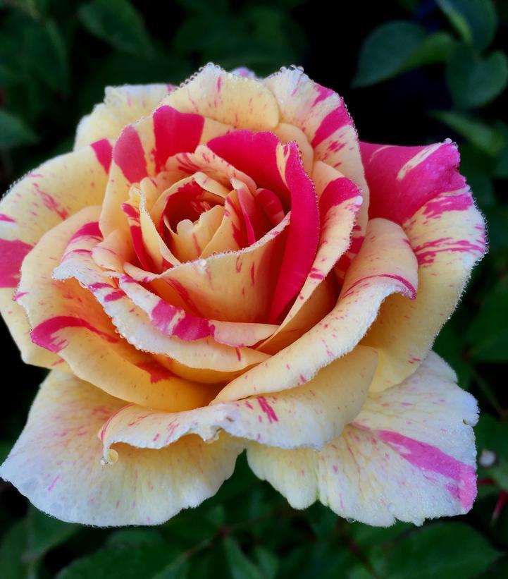 Rosa Shrub True Delight