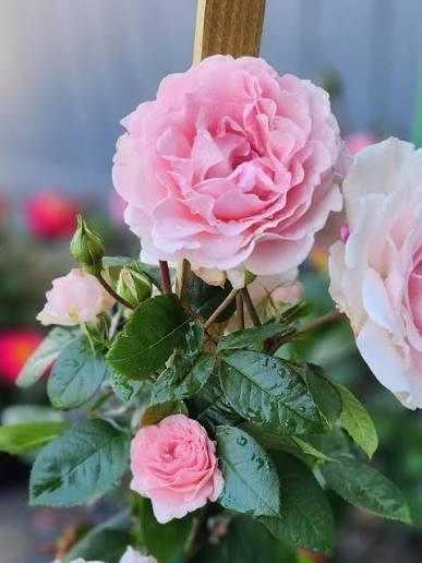Rosa Shrub True Devotion