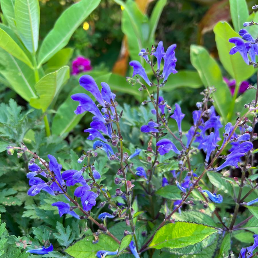 Scutellaria Bumblebee Blues PPAF