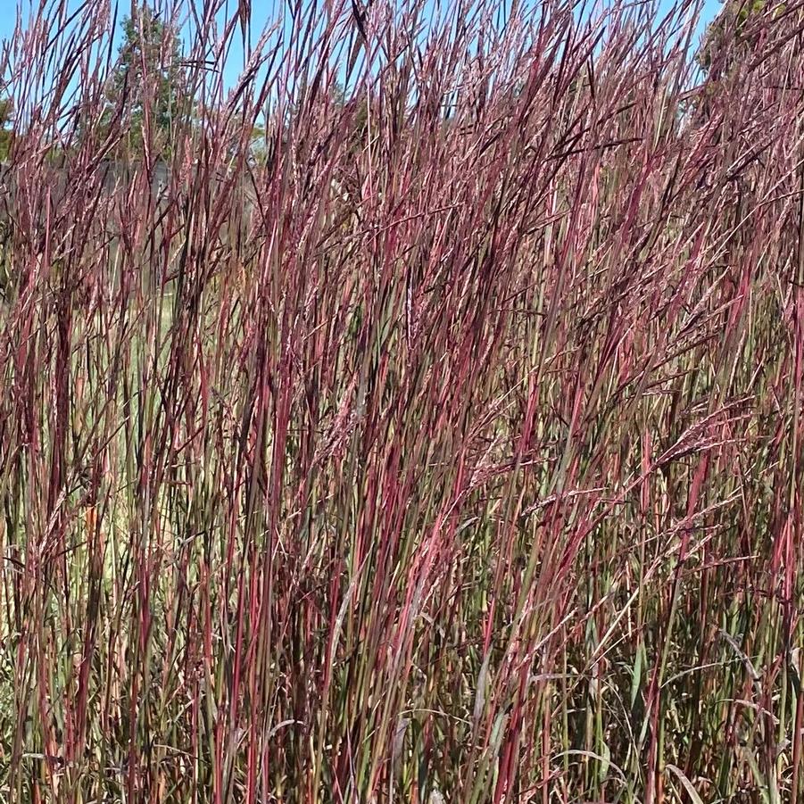 Andropogon gerardii Dancing Wind PP26892