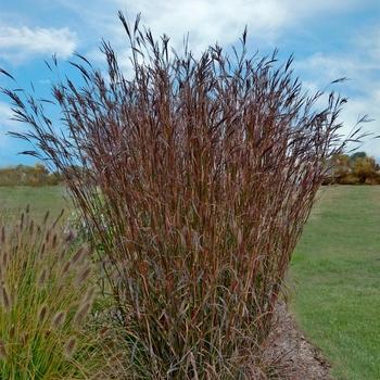 Andropogon gerardii Holy Smoke PP33929