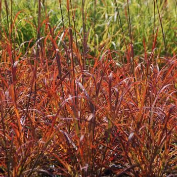 Andropogon gerardii Red October PP26283