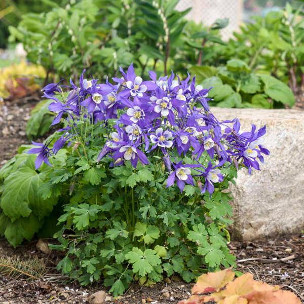 Aquilegia Kirigami&trade; KIRIGAMI™ Light Blue & White