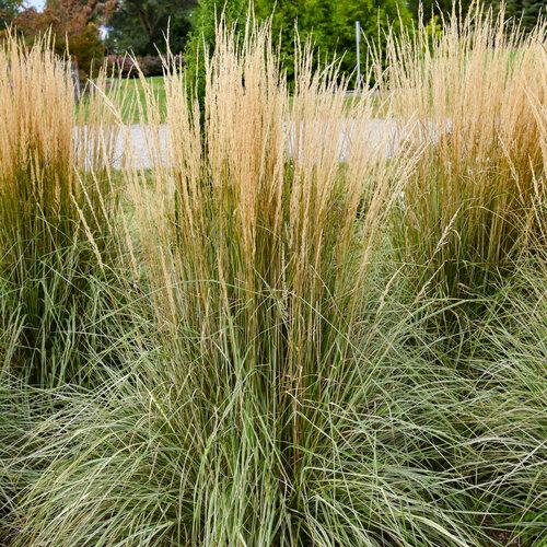Calamagrostis acutiflora Hello Spring!™