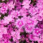 Dianthus PW Frill Factor™ Aftershock PPAF