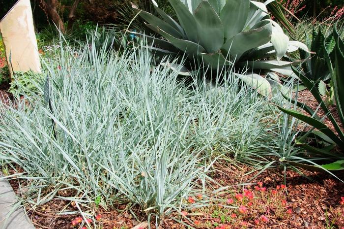 Leymus arenarius Blue Dune