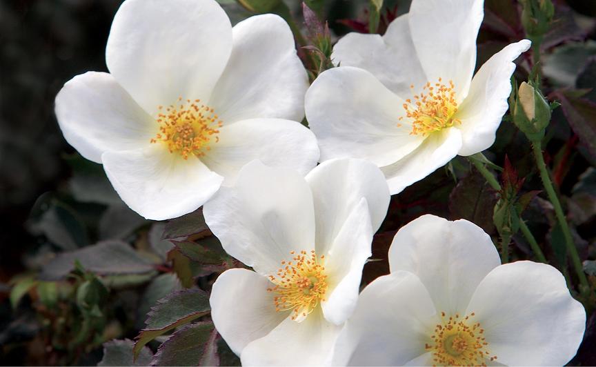 Rose Tree 24 White Knock Out® PP20273