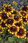 Rudbeckia SmileyZ&trade; SmileyZ™ Kissing