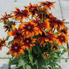 Rudbeckia SmileyZ&trade; SmileyZ™ Glowing
