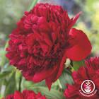 Paeonia lacttiflora Red Charm