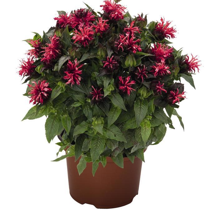 Monarda didyma Pocahontas Red Rose