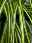 Carex oshimensis EverColor&reg; Evercolor® Eversheen PP25938