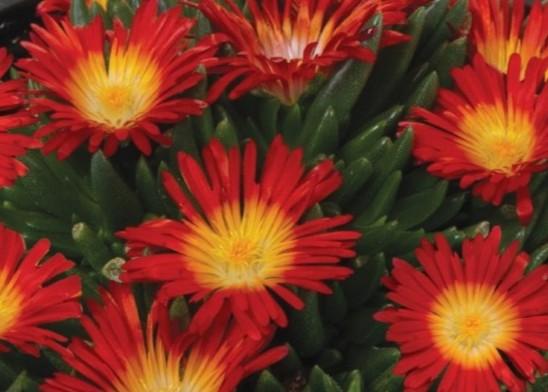 Delosperma King of Desert™ Fire