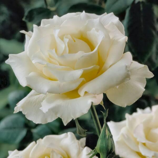 Rosa Hybrid Tea Pascali