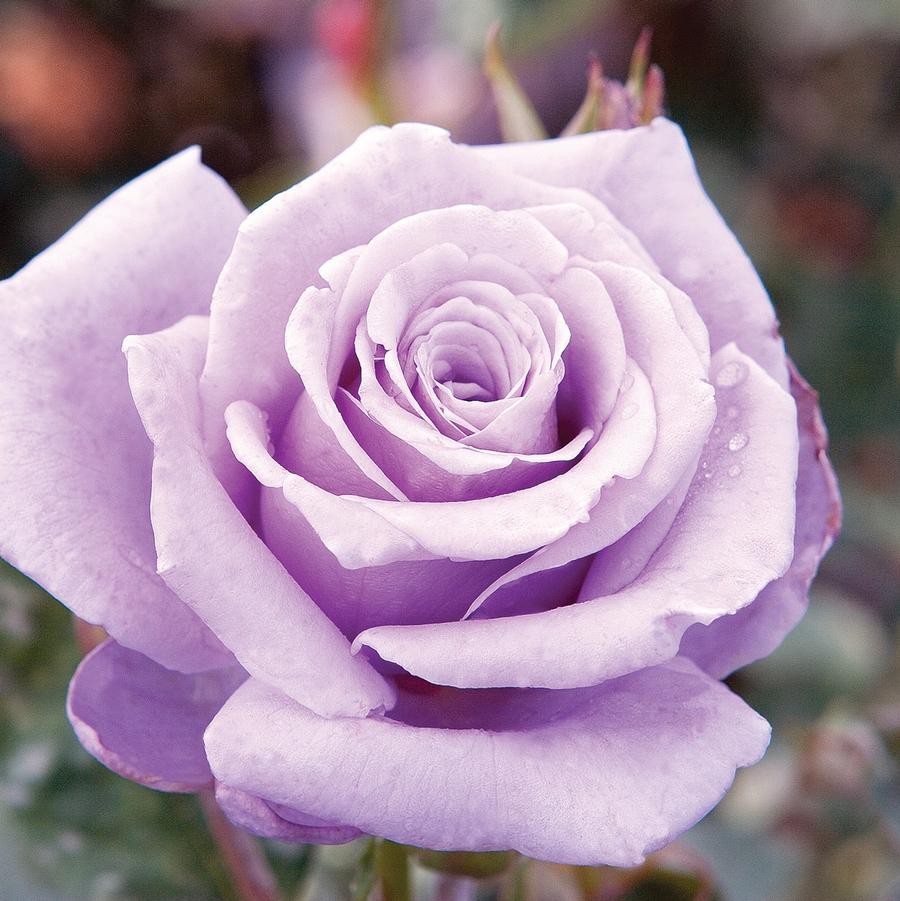 Rose Hybrid Tea Sterling Silver