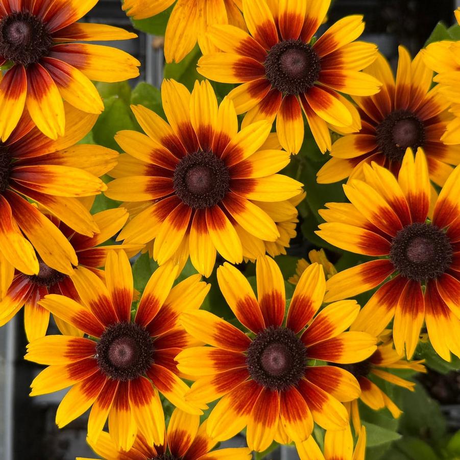Rudbeckia MiniBeckia&trade; Minibeckia Flame