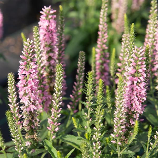 Veronica spicata Moody Blues&reg; Moody Blues® Pink PP25748