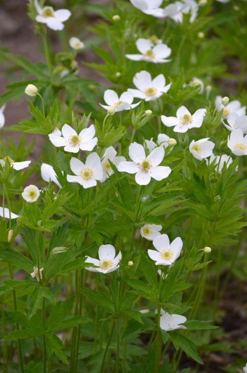 Anemone canadensis 