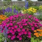 Delosperma Desert Dancers Purple PP36476