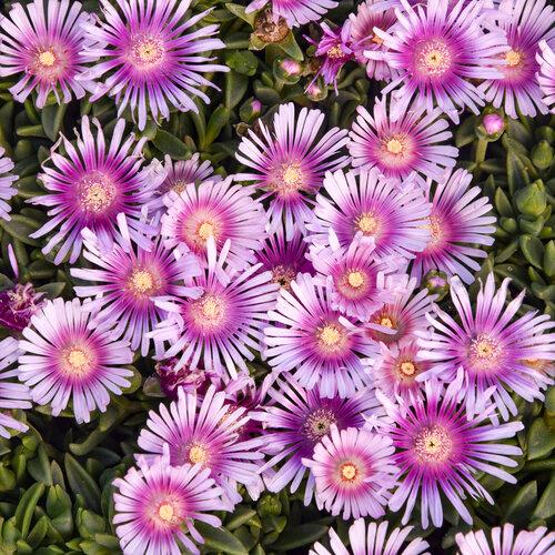 Delosperma Kaleidoscope&trade; Kaleidoscope™ Pink Radiance PP36241