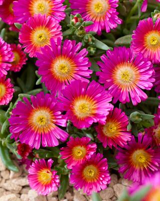 Delosperma Next Level Magenta PPAF