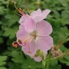 Geranium Ingwersen's Variety