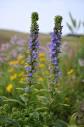 Lobelia 