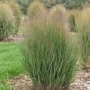 Panicum virgatum 