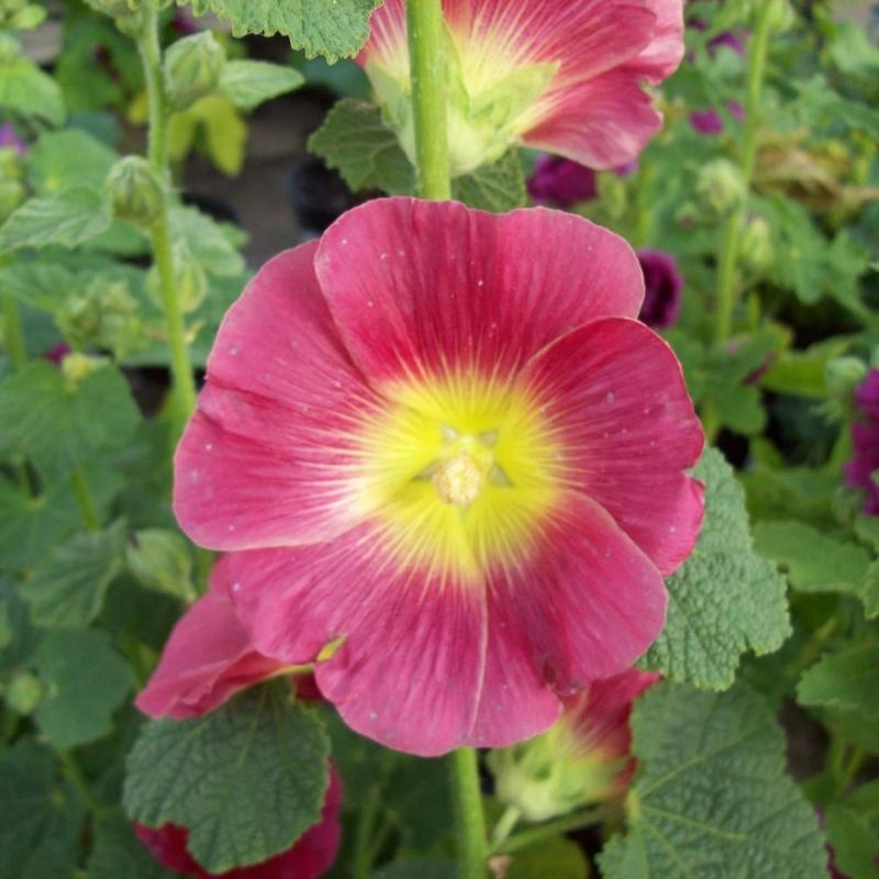 Alcea Halo Red & Yellow
