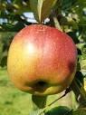 Apple Semi-Dwarf Melrose
