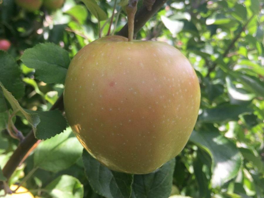 Apple Semi-Dwarf Pink Pearl