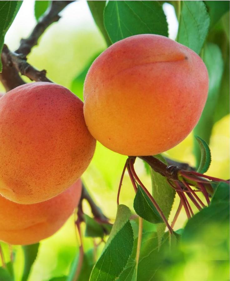 Apricot Semi-Dwarf Westley
