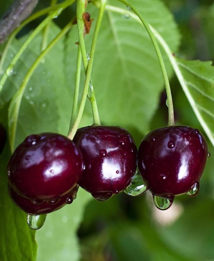 Cherry Semi-Dwarf Black Gold (sweet)