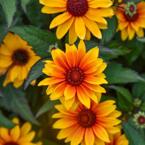 Heliopsis helianthoides Sundial PP37407