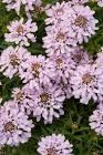 Iberis x hybrida Arielle™ Pink