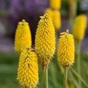 Kniphofia Rise and Shine&trade; Rise & Shine™ Citrus Sunrise PPAF