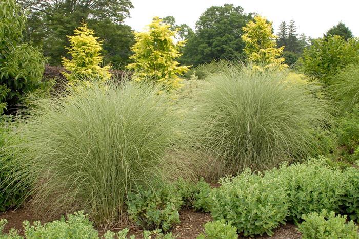 Miscanthus sinensis Morning Sun™ PPAF