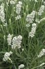 Lavandula La Diva La Diva Spirit White