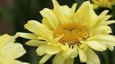 Leucanthemum Sweet Daisy® Izabel