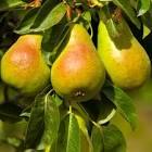 Pyrus Semi-Dwarf Luscious