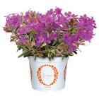Phlox x hybrida Woodlander™ Rose
