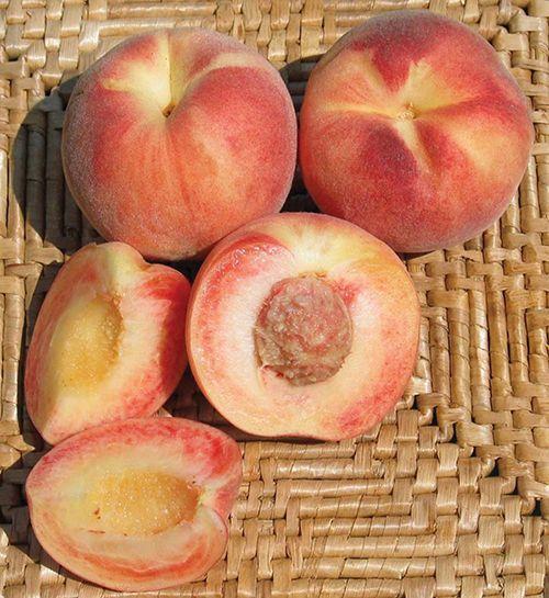 Plum Semi-Dwarf Peach Plum