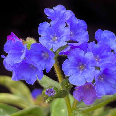 Pulmonaria Nova&reg; Nova® Cobalt
