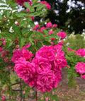 Rose Climbing Peggy Martin