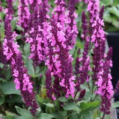 Salvia nemorosa Caradonna Pink Inspiration