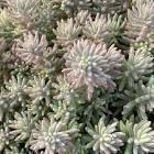 Sedum Tight & Tidy® Blue Angelina