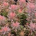 Sedum Tight & Tidy® Pink Angelina
