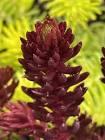 Sedum Tight & Tidy® Red Angelina