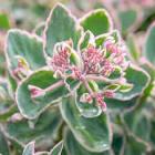 Sedum telephium La Vie en Rose
